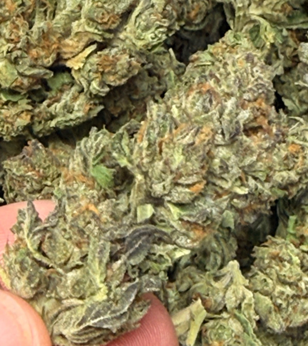 Gelato #41 THCa Flower | Premium Flower | Sunset Sherbet x Thin Mint GSC