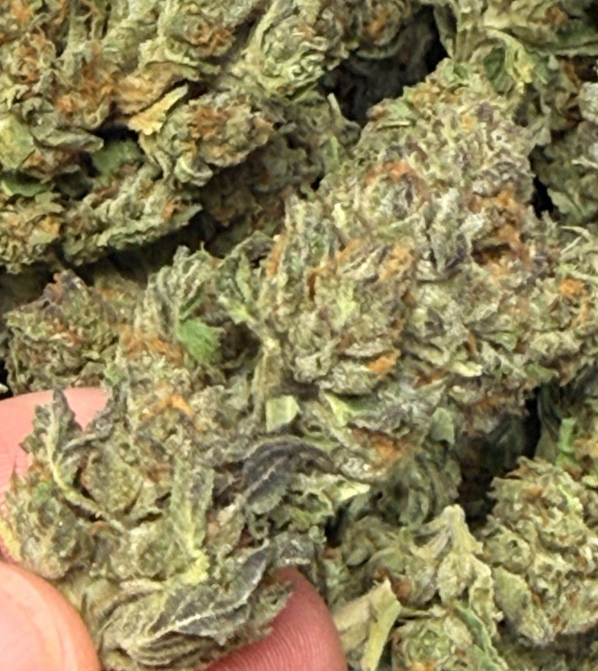 Gelato #41 THCa Flower | Premium Indoor Exotic Flower | Sunset Sherbet x Thin Mint GSC