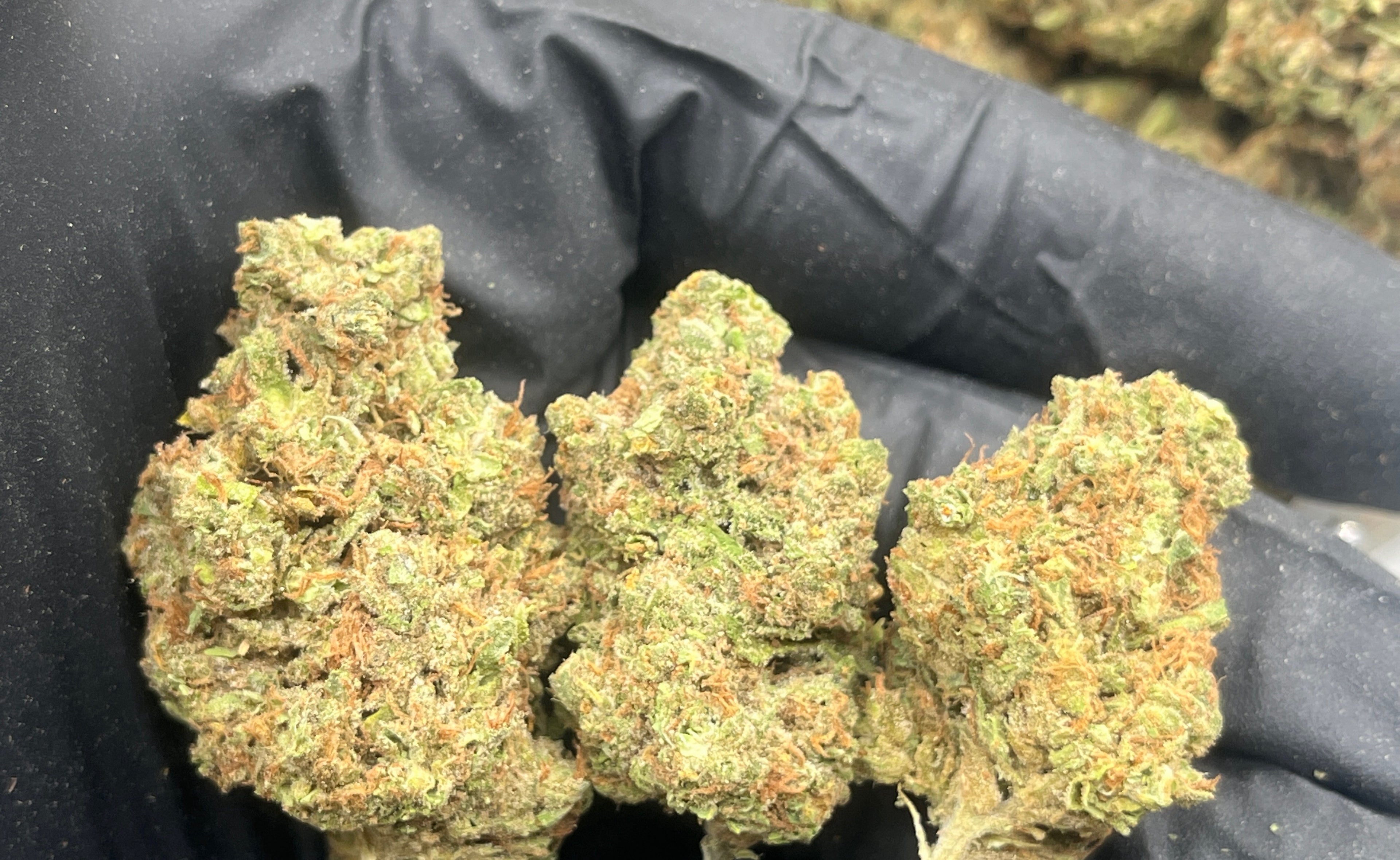 🍊 Tangie Dream THCa Flower | 31.00% THCa | Premium Citrus Hybrid | 28g/QP