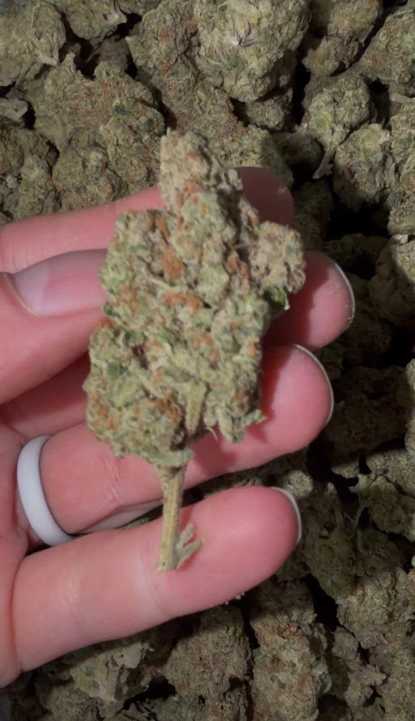 ❄️🍦 Snow Cone Premium Hybrid THCA Flower | 28G & QP | Vanilla Citrus & Sweet Gas Terpenes 🌿🔥