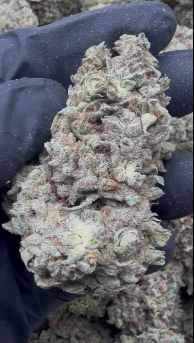🍩 Frosted Donutz THCa Flower (28g or QP)| Premium Hybrid Flower | Sweet Dessert Terpenes