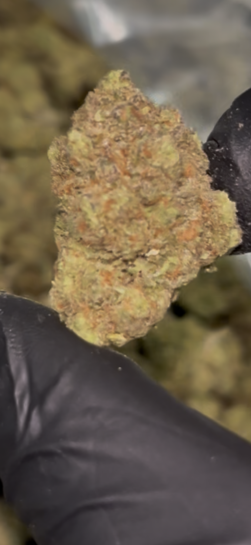 🍬 Candy X 30.79% THCa Indoor Flower – Premium Hybrid 28G Ounce | Sweet Candy & Fruity Profile 🔥