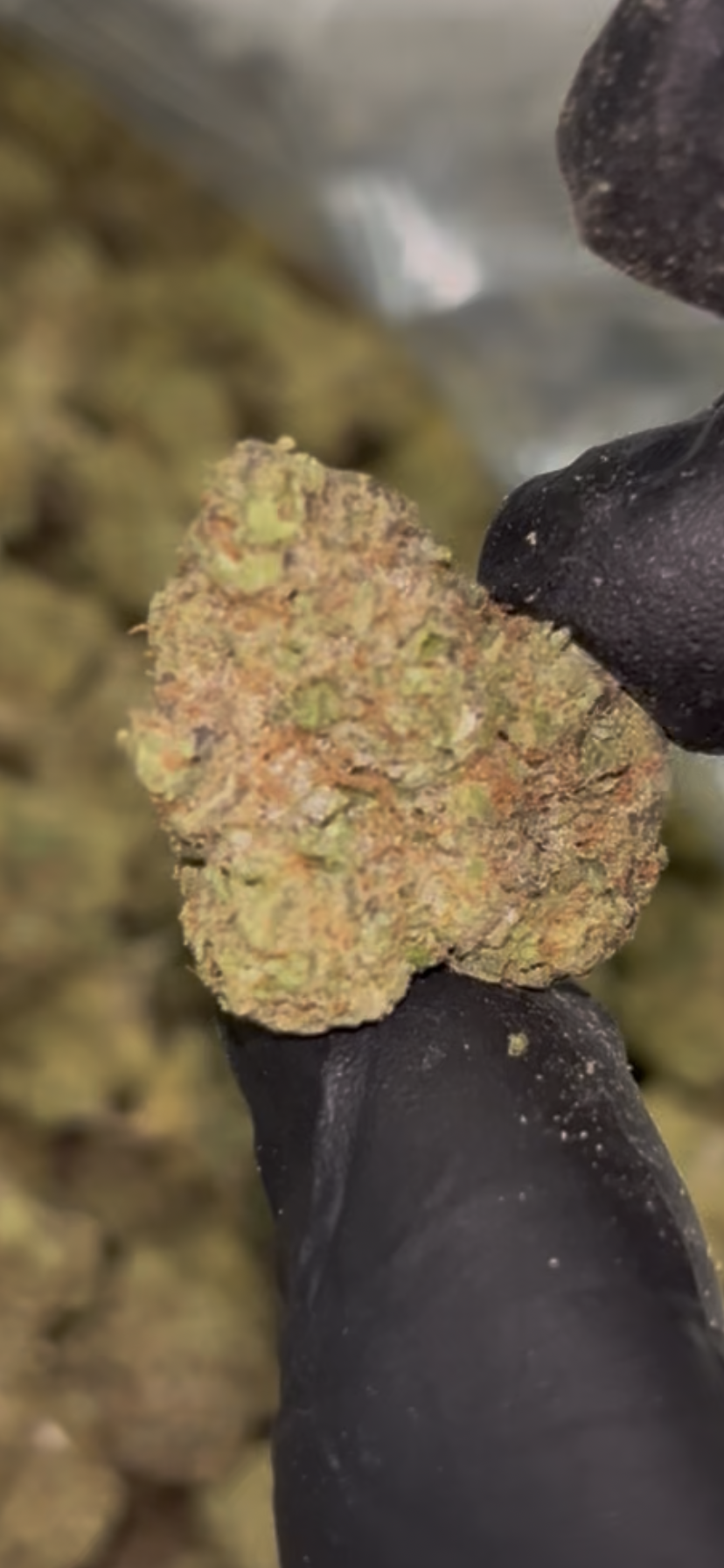🍬 Candy X 30.79% THCa Indoor Flower – Premium Hybrid 28G Ounce | Sweet Candy & Fruity Profile 🔥