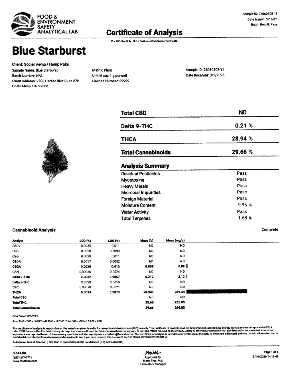 🫐 Blue Starburst THCa Flower – Indoor QP | Sweet Berry Candy Hybrid 🍬💫