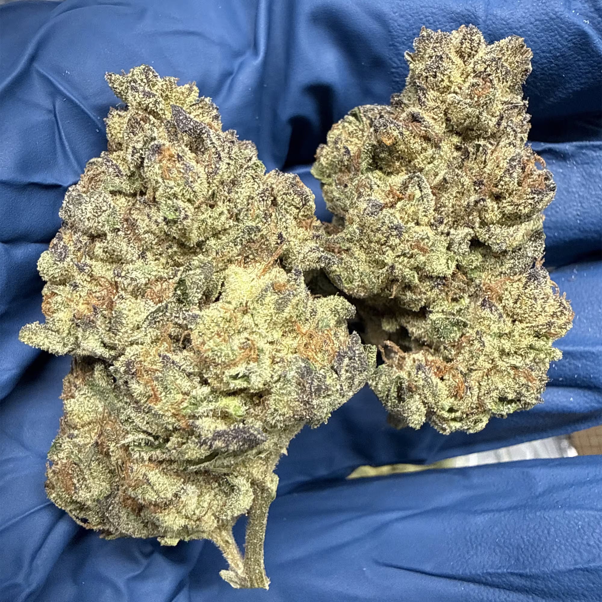 Black Amber THCa Flower – OZ Kush Bx2 x GMO | Indica | 24.84% THCa 7g x 28g