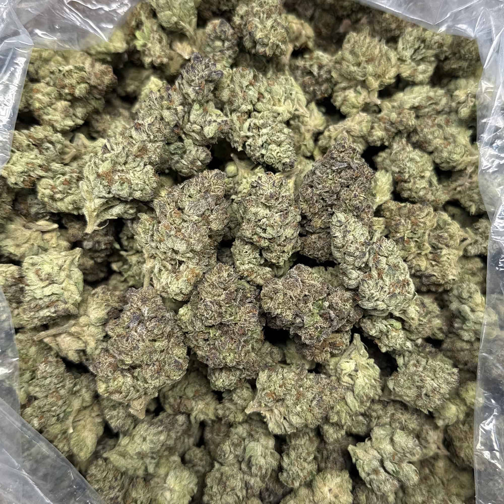 Black Amber THCa Flower – OZ Kush Bx2 x GMO | Indica | 24.84% THCa 7g x 28g