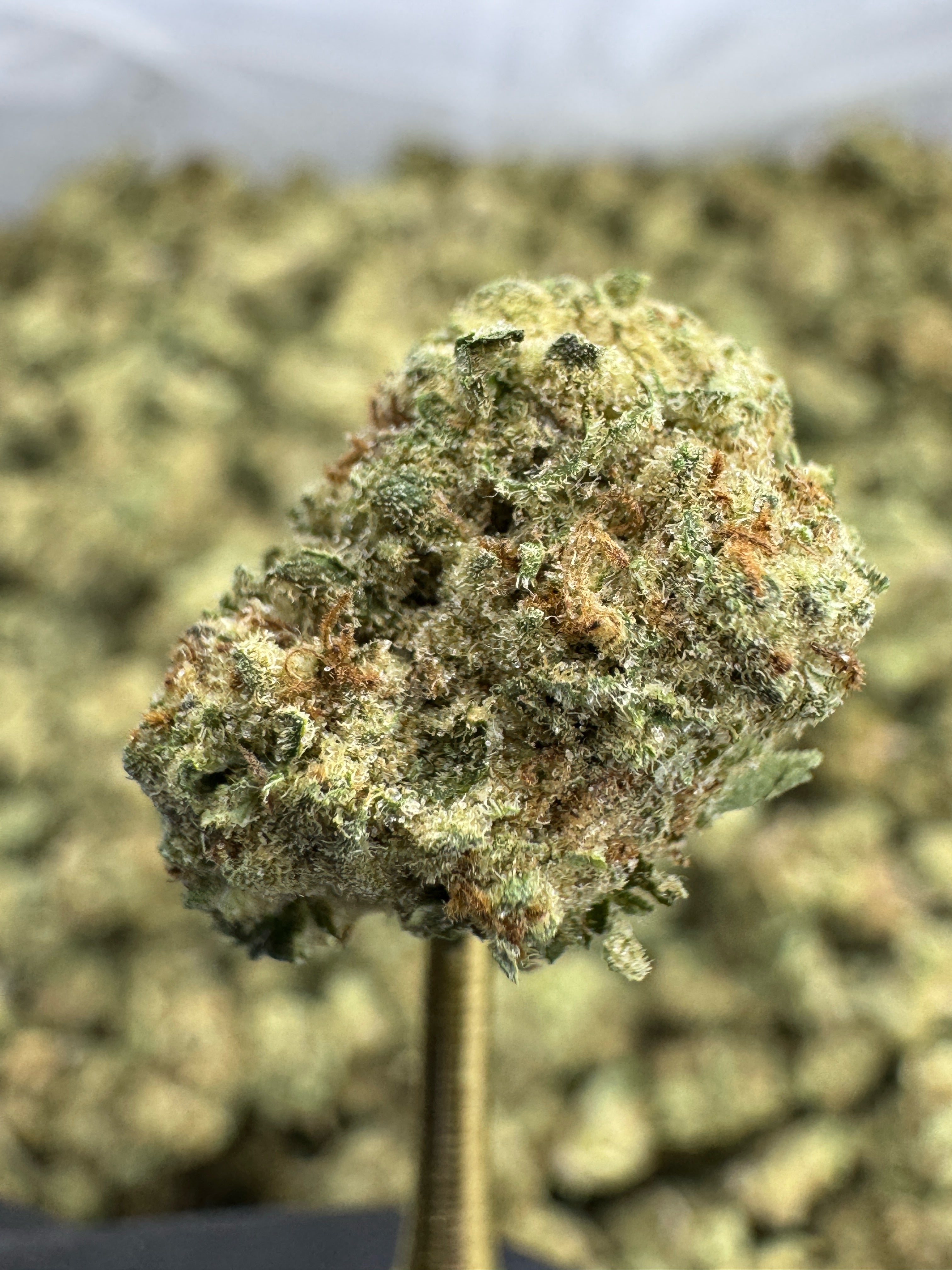 Blueberry Muffins AAA Indoor Smalls LB – Exotic THCa Flower Pound | Fresh Indoor Bulk