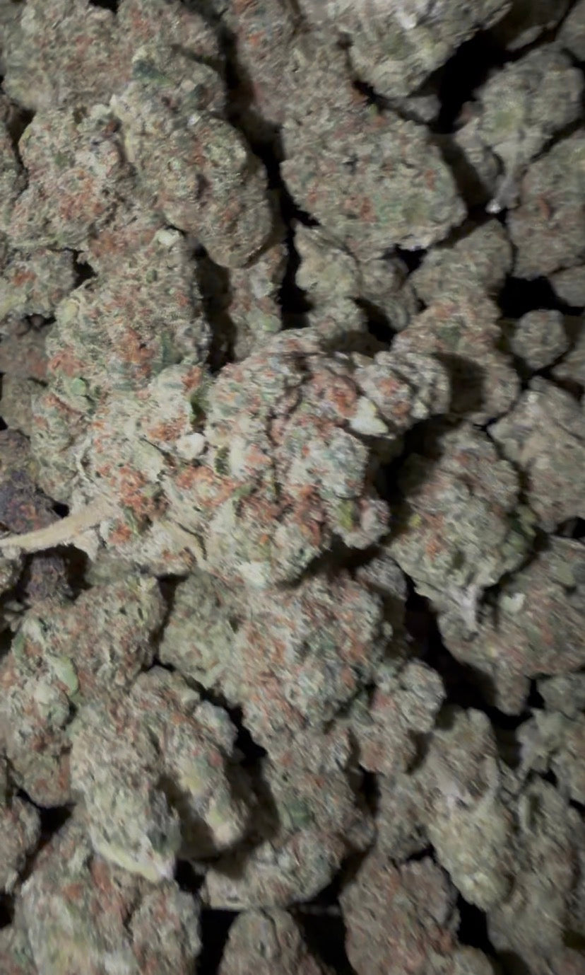 ❄️🍦 Snow Cone Premium Hybrid THCA Flower | 28G & QP | Vanilla Citrus & Sweet Gas Terpenes 🌿🔥