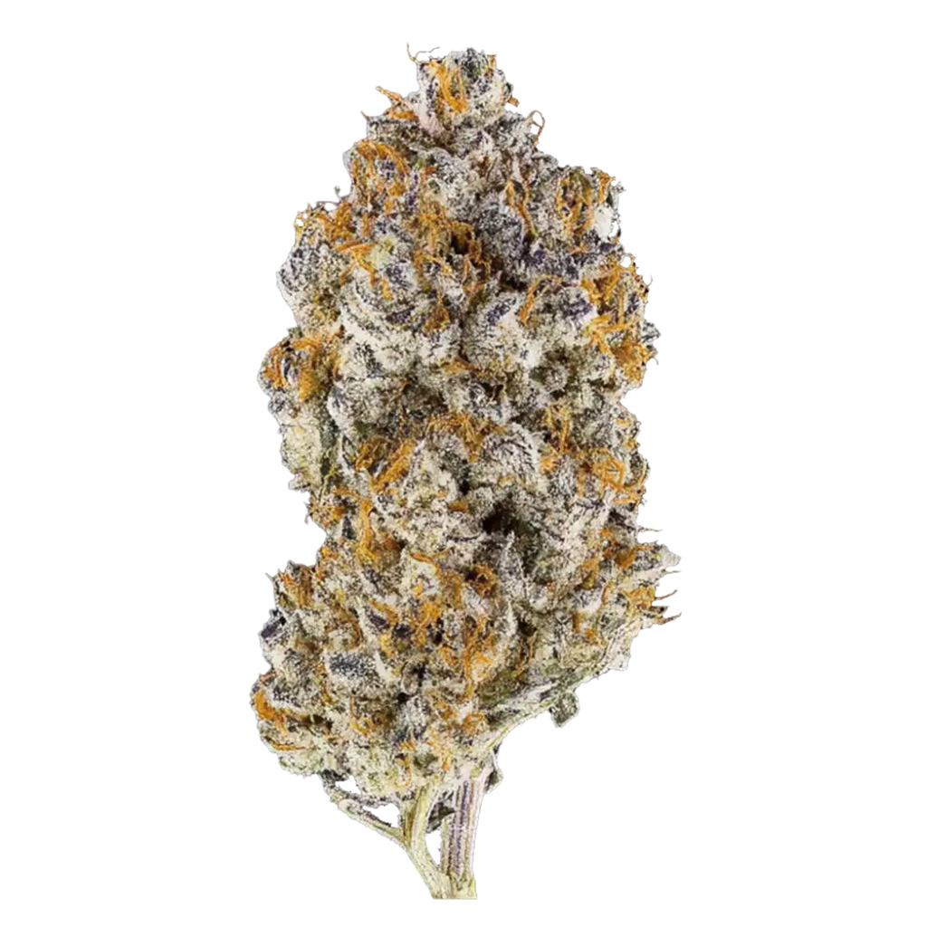 Pierx Supply Orange Bellini (INDOOR EXOTICS)