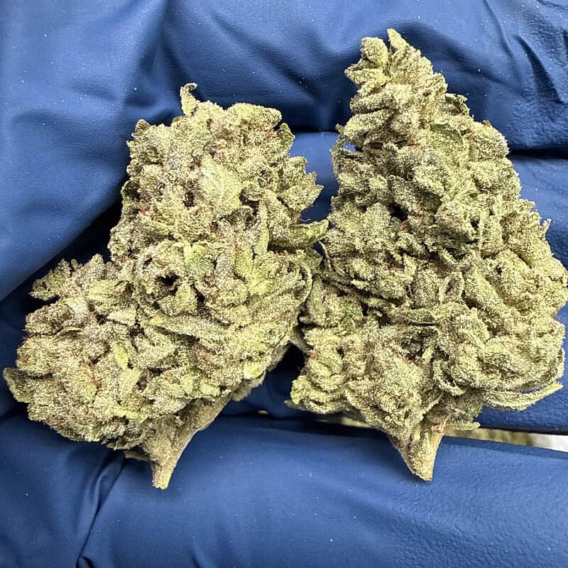 Gorilla Glue #4 THCa Flower | 31.90% THCa | Premium Exotic | Indica 28g