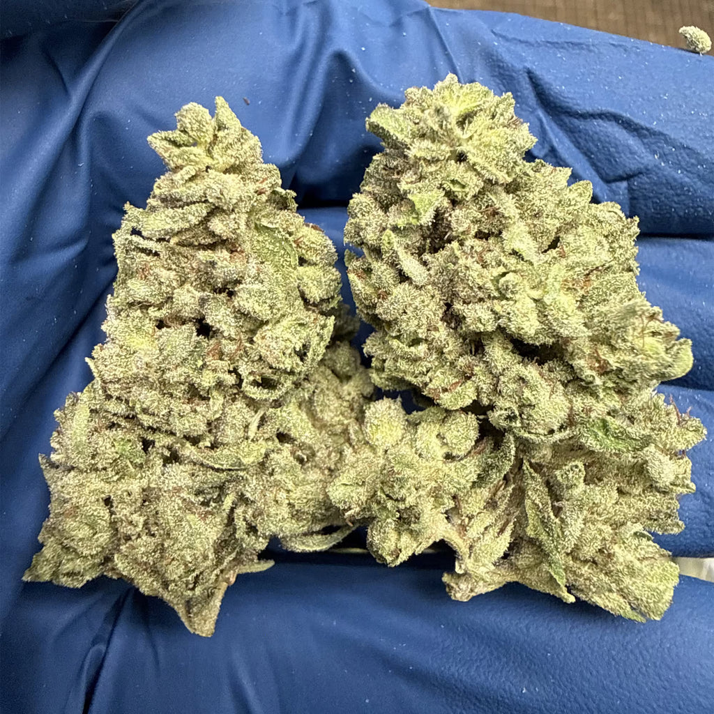 Gorilla Glue #4 THCa Flower | 31.90% THCa | Premium Exotic | Indica 28g