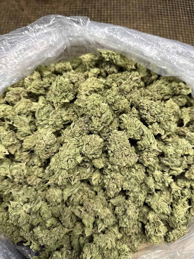 Gorilla Glue #4 THCa Flower | 31.90% THCa | Premium Exotic | Indica 28g