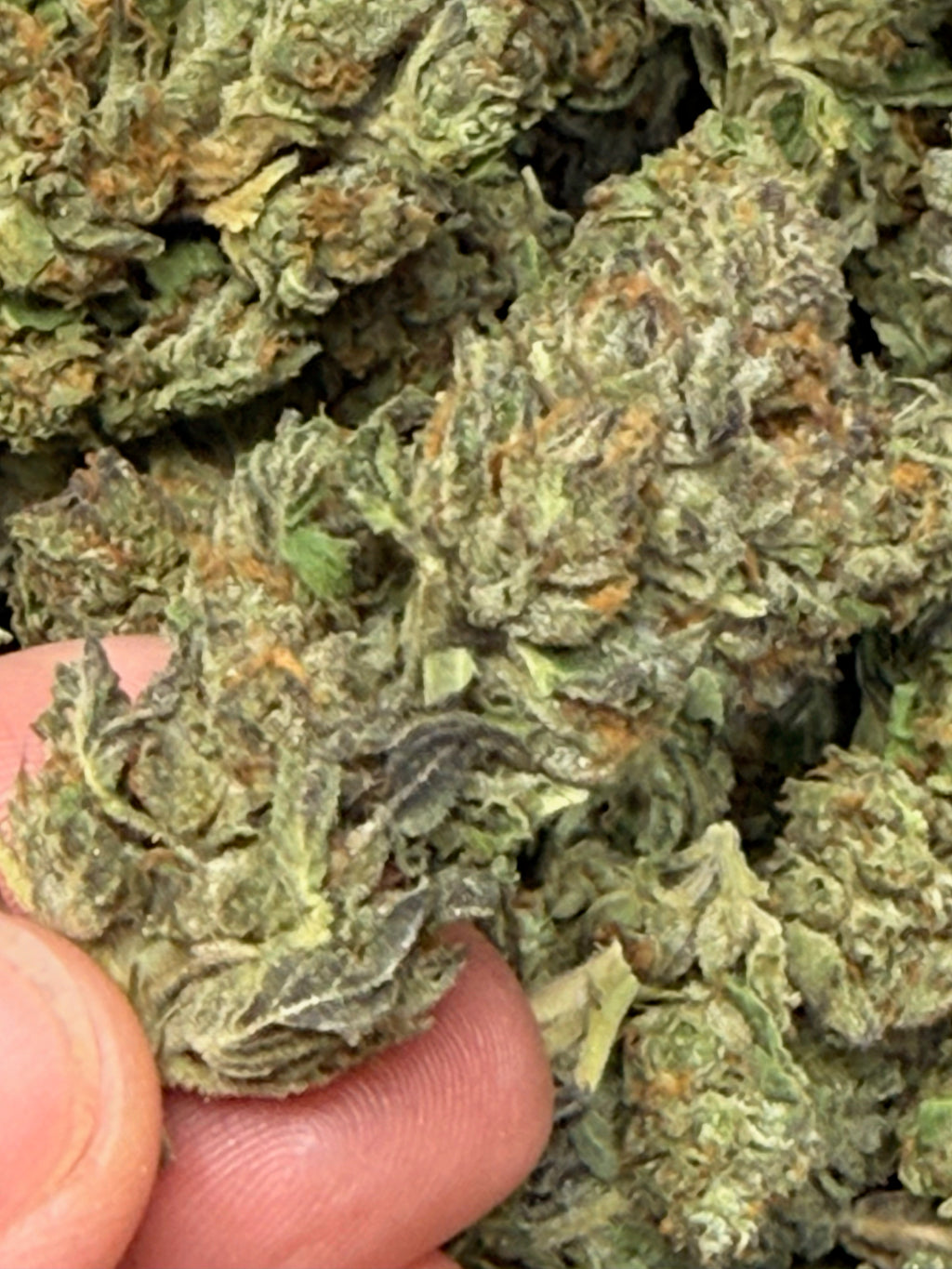 🍑 Peach Runtz THCa Flower 28g | Premium Hybrid Hemp Flower | 25.63% THCa | PieRx Supply