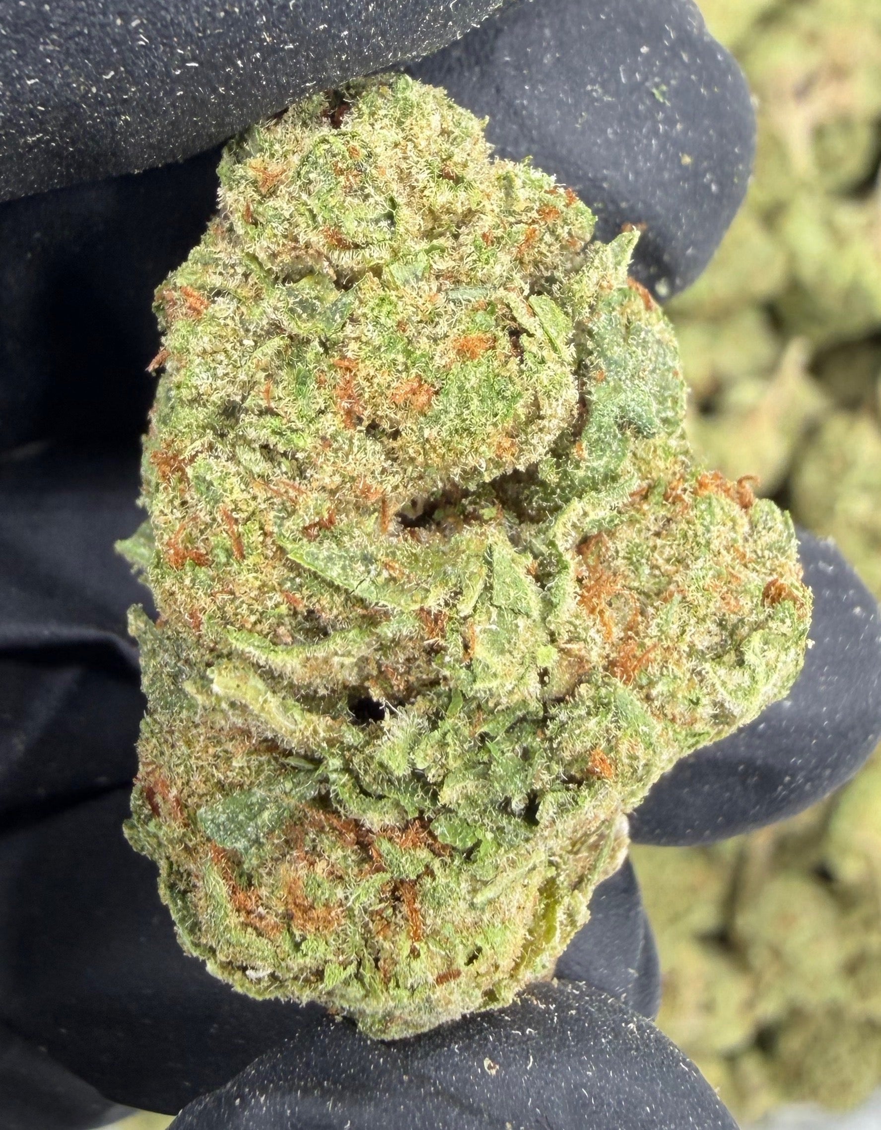 Gelato #41 THCa Flower | Premium Indoor Exotic Flower | Sunset Sherbet x Thin Mint GSC