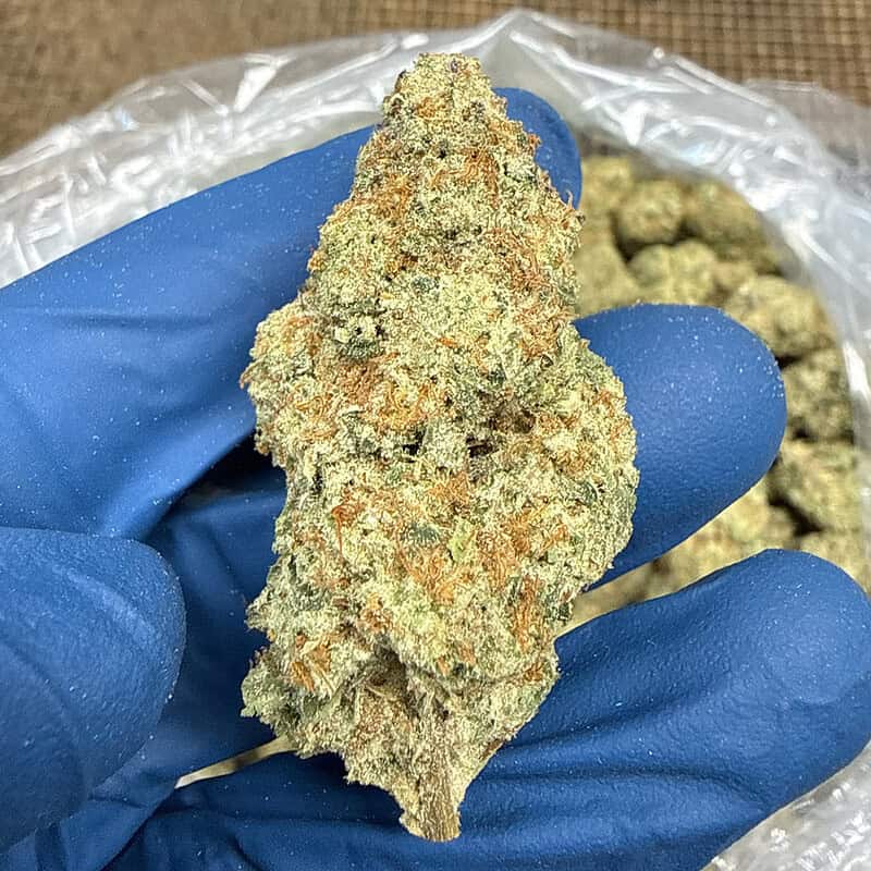 Mimosa THCa Flower 🍊🍾 | Premium Exotic Hemp Flower | Citrus Terpene Profile | Premium Ounce