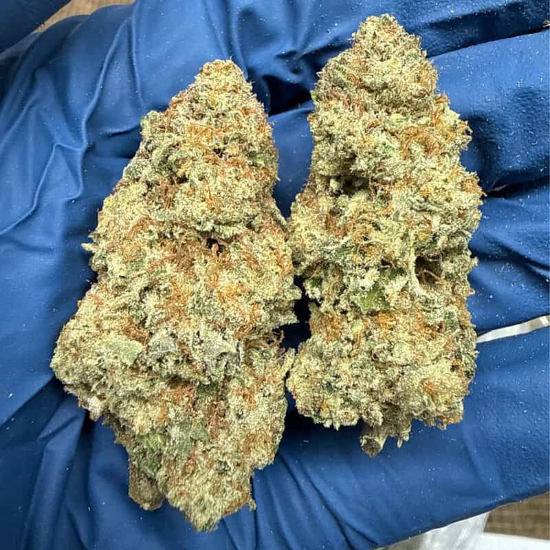 Mimosa THCa Flower 🍊🍾 | Premium Exotic Hemp Flower | Citrus Terpene Profile | Premium Ounce