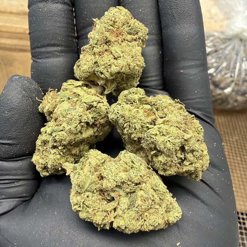 Mule Fuel THCa Flower (28g) 🐴⛽ | Lurch x GMO Cookies | Premium Ounce