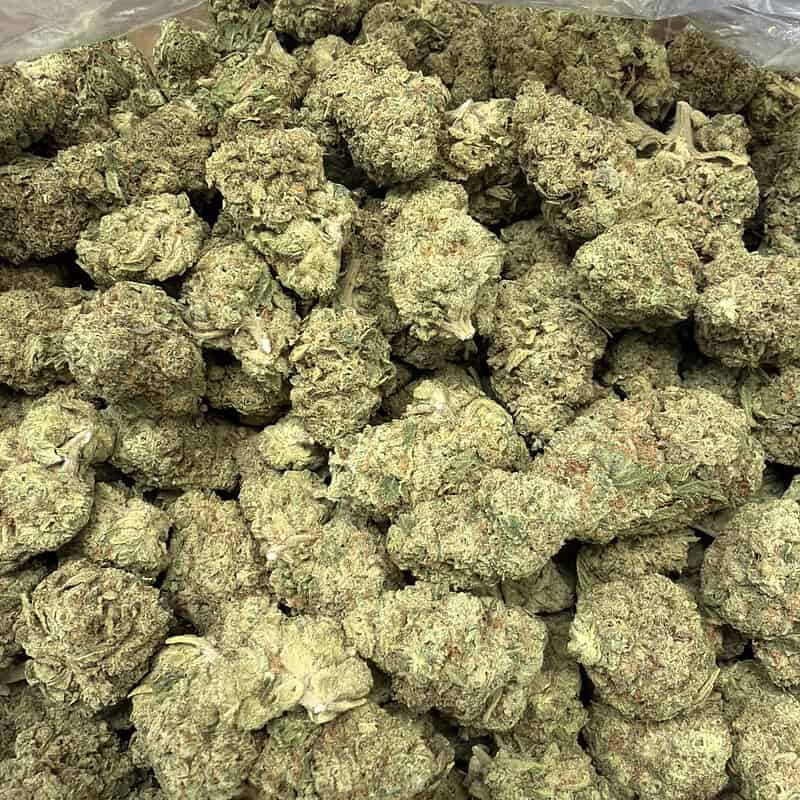 Mule Fuel THCa Flower (28g) 🐴⛽ | Lurch x GMO Cookies | Premium Ounce