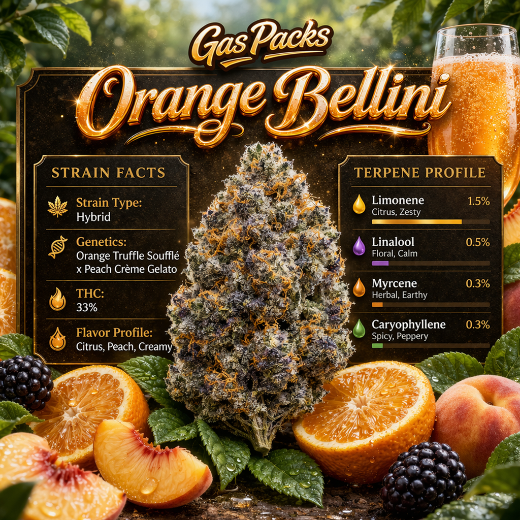 Pierx Supply Orange Bellini (INDOOR EXOTICS)