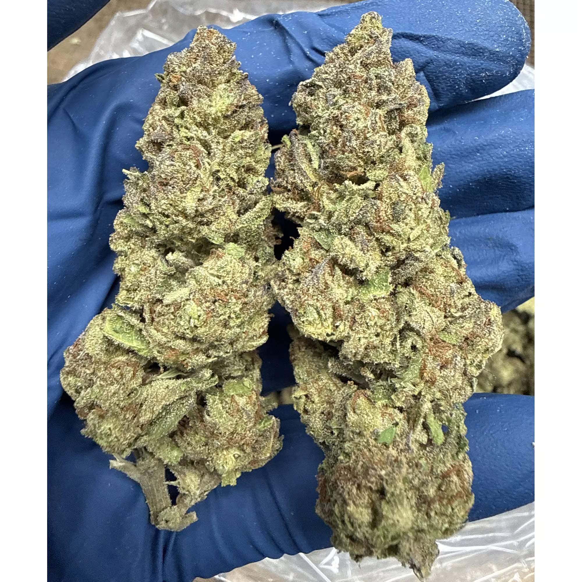 Papaya Punch THCa Flower (Indica) | Premium Exotic 28g