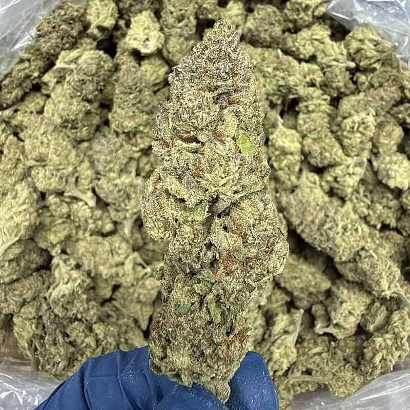 Papaya Punch THCa Flower (Indica) | Premium Exotic 28g