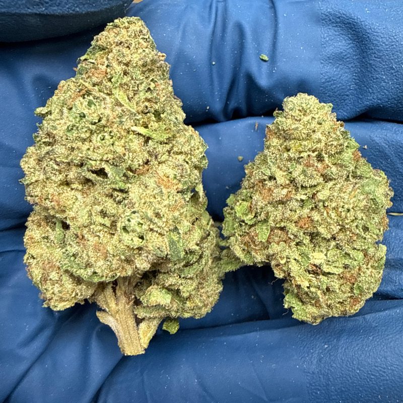 🍇🍬 RS-11 THCa Flower – 29.30% THCa | Premium Exotic Hybrid