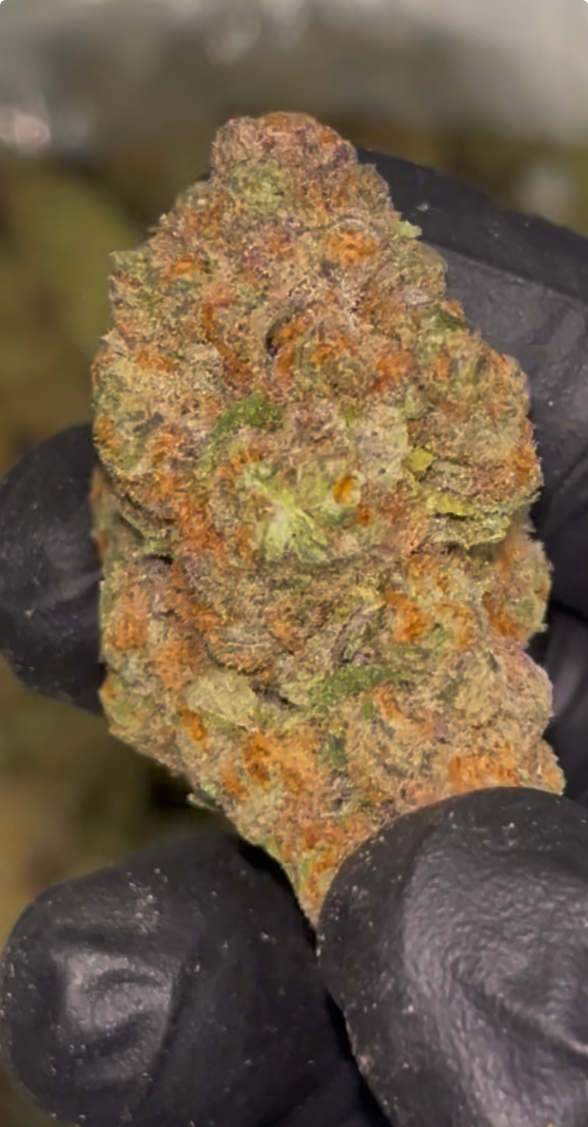 🫐 Blue Dream Indoor THCa Flower – 30.25% THCa | Premium 28G Ounce 💎🌿