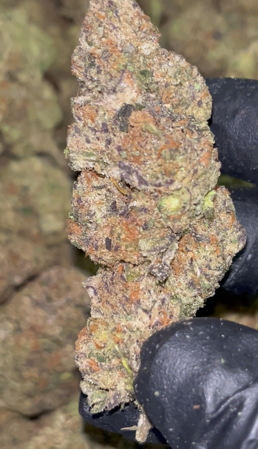 🍒💜 Cherry Haze | QP Premium Indoor THCa Flower | 30.84% THCa 🔥💎
