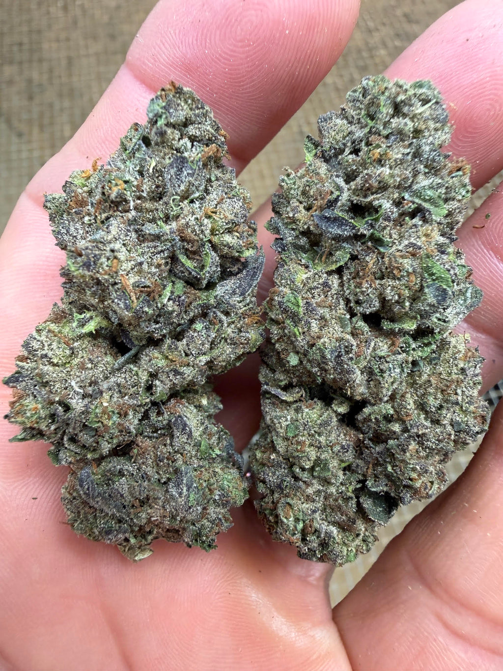 🍋🍒 Lemon Cherry Gelato THCa Flower 🍨🔥 | 30.778% THCa 🌿 Premium Exotic | 28 Gram