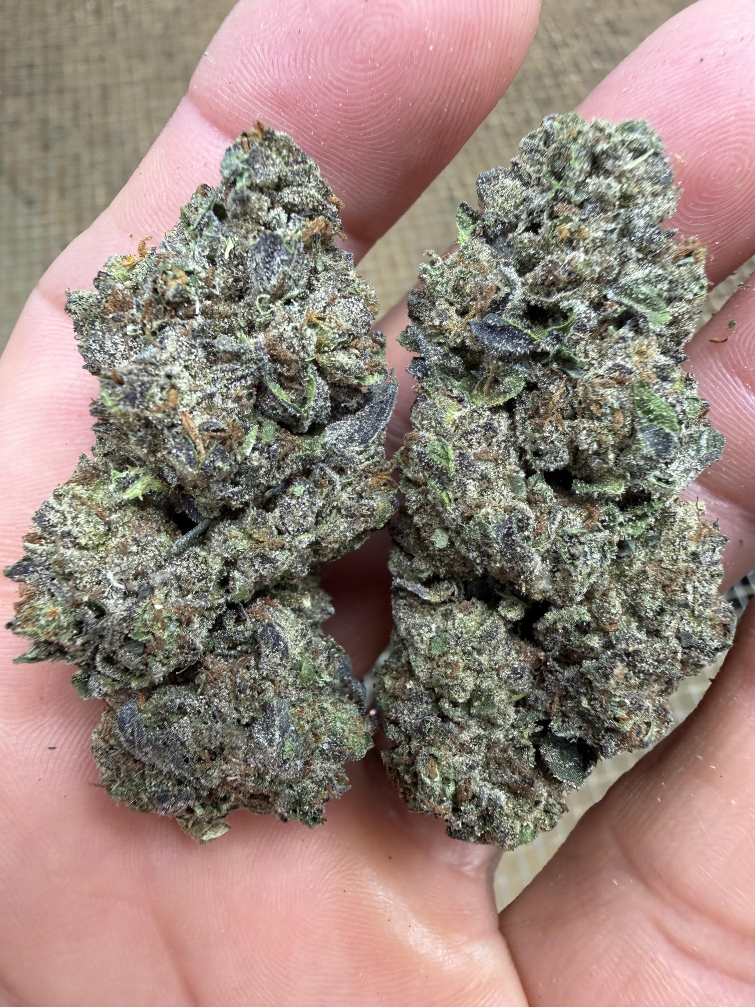 🍋🍒 Lemon Cherry Gelato THCa Flower 🍨🔥 | 30.778% THCa 🌿 Premium Exotic | 28 Gram