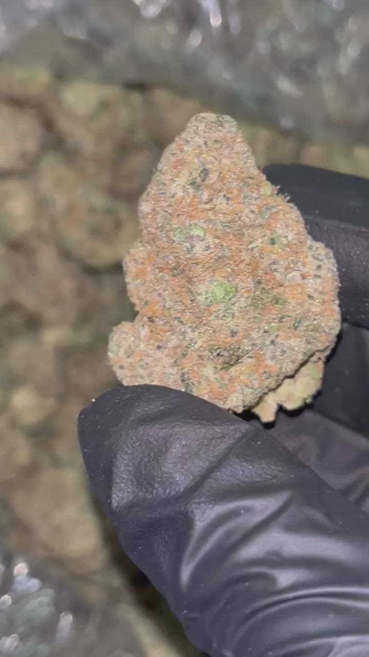 Pierx Supply Black Cherry Punch (Indoor Exotic)