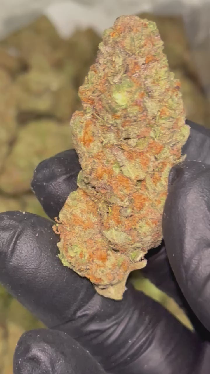 🎬 Bob Hope THCa Flower – 29.01% THCa | Premium 28G Ounce 🌿🍋🔥
