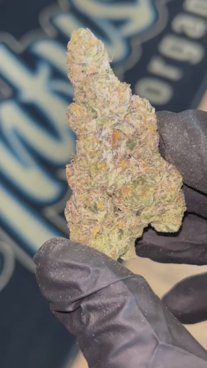 Pierx Supply Chroma (INDOOR EXOTICS)