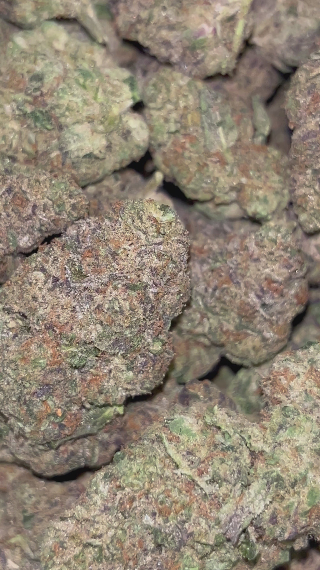 🍒💜 Cherry Haze | 28G/14G Premium Indoor THCa Flower | 30.84% THCa 🔥💎