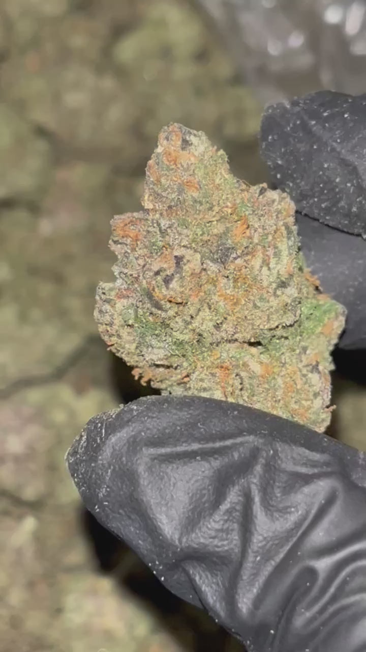 Pierx Supply Old Money (INDOOR EXOTIC)