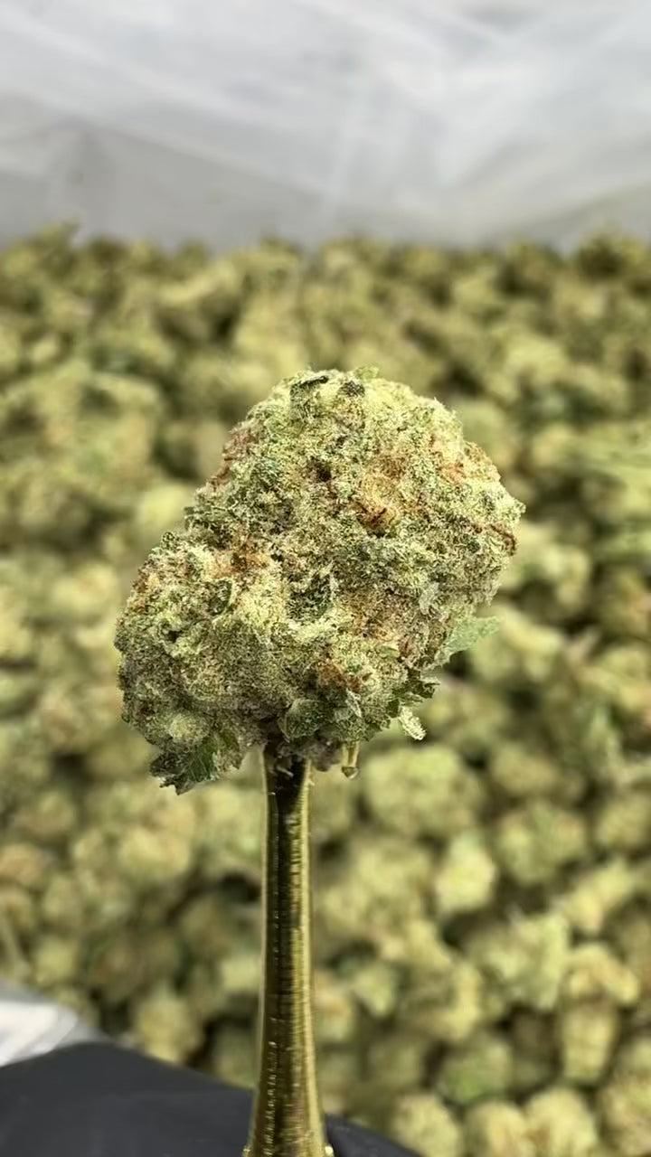 Blueberry Muffins AAA Indoor Smalls LB – Exotic THCa Flower Pound | Fresh Indoor Bulk