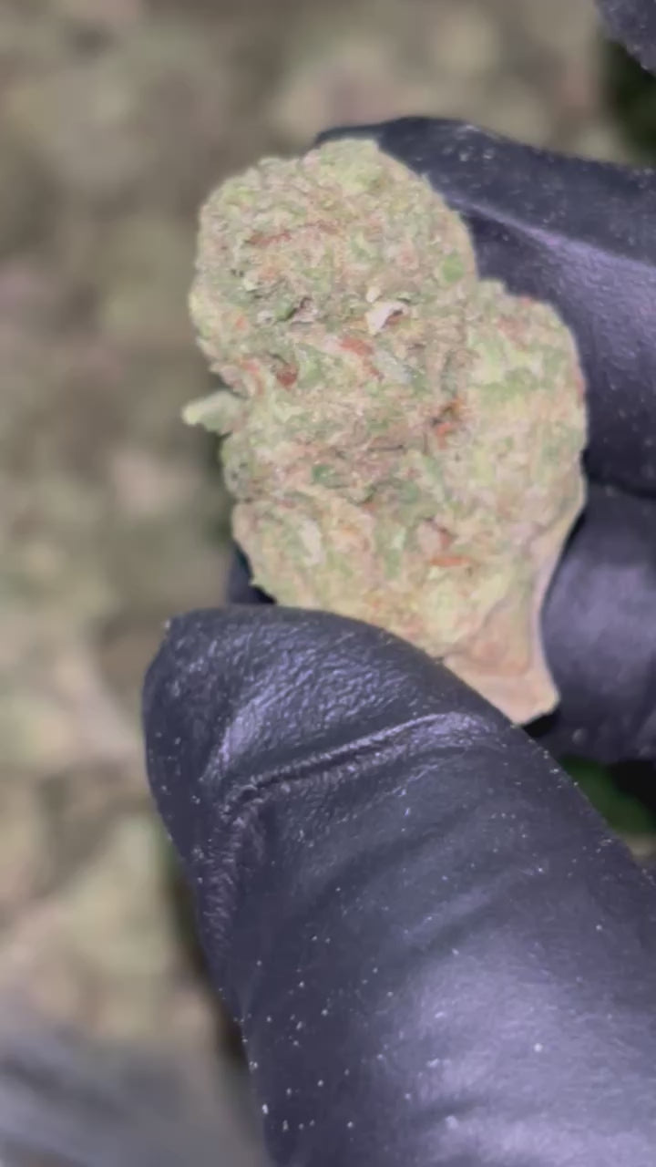 Gelato #41 THCa Flower | Premium Indoor Exotic Flower | Sunset Sherbet x Thin Mint GSC