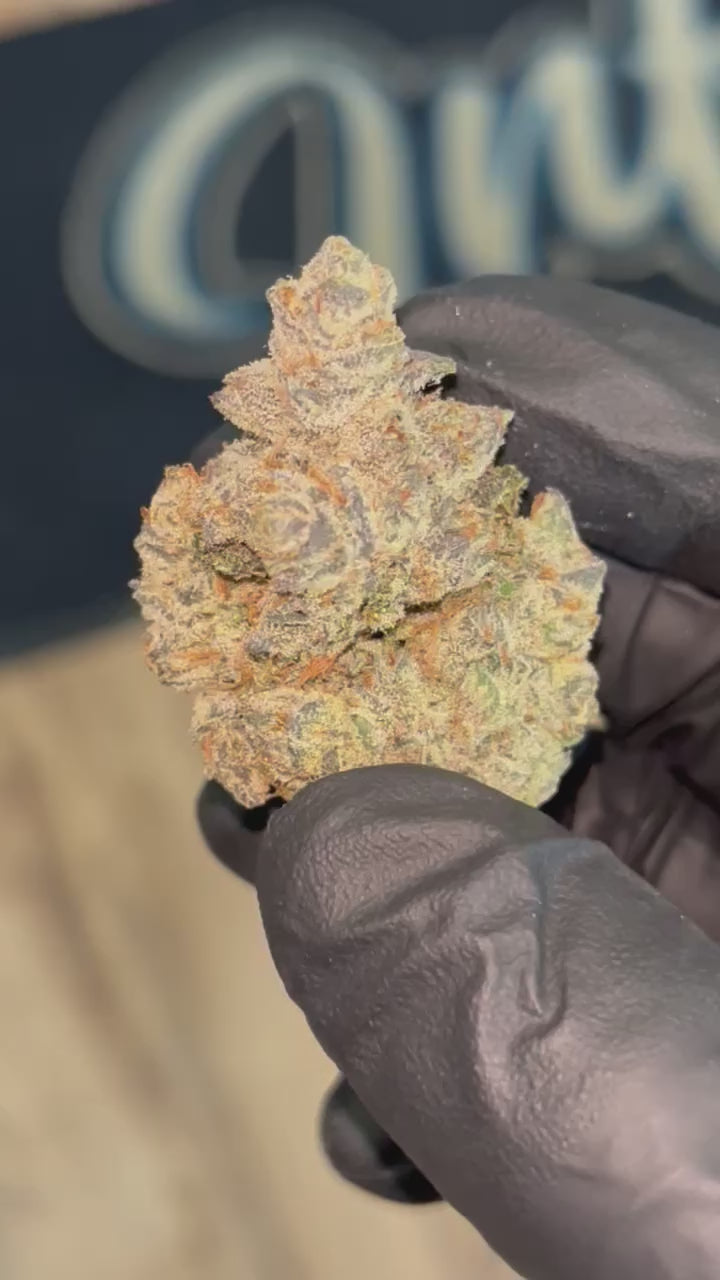Pierx Supply Orange Bellini (INDOOR EXOTICS)