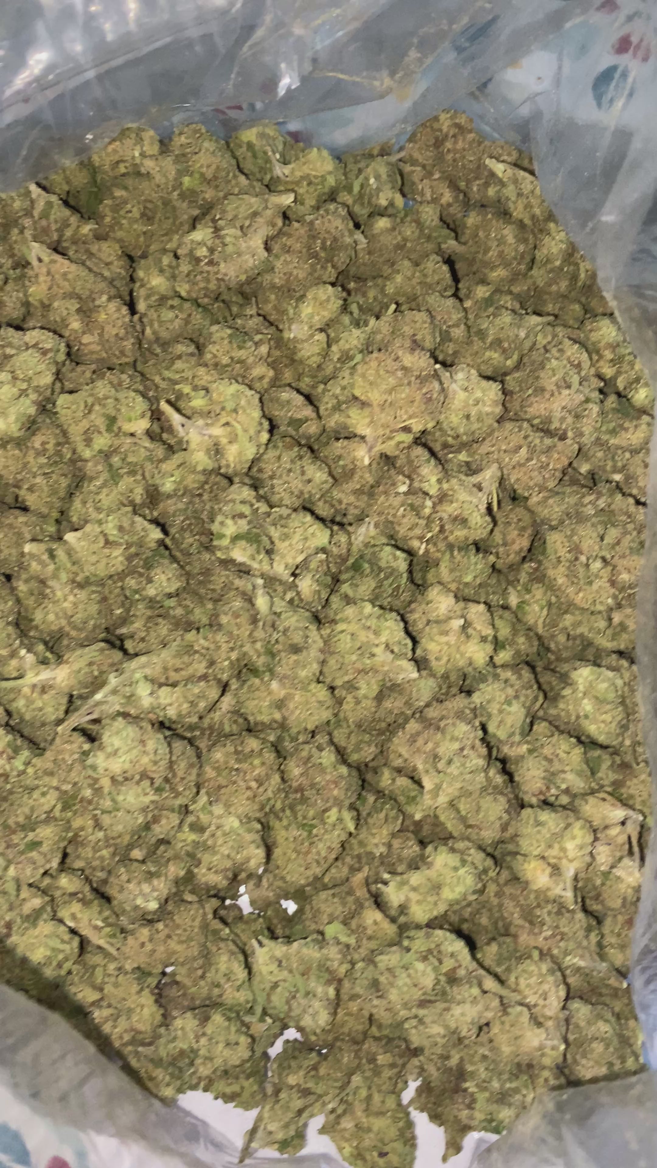 Zushi THCa Flower | Quarter LB