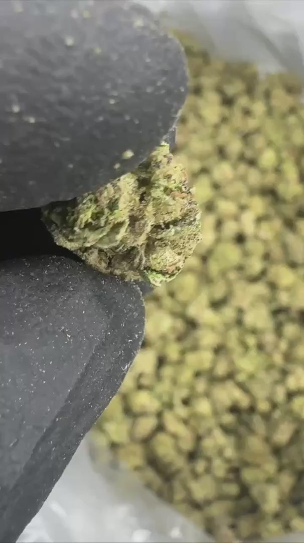 Mule Fuel Top Shelf Smalls – Premium THCa Flower (1 Pound Bulk) | Exotic LB Deal