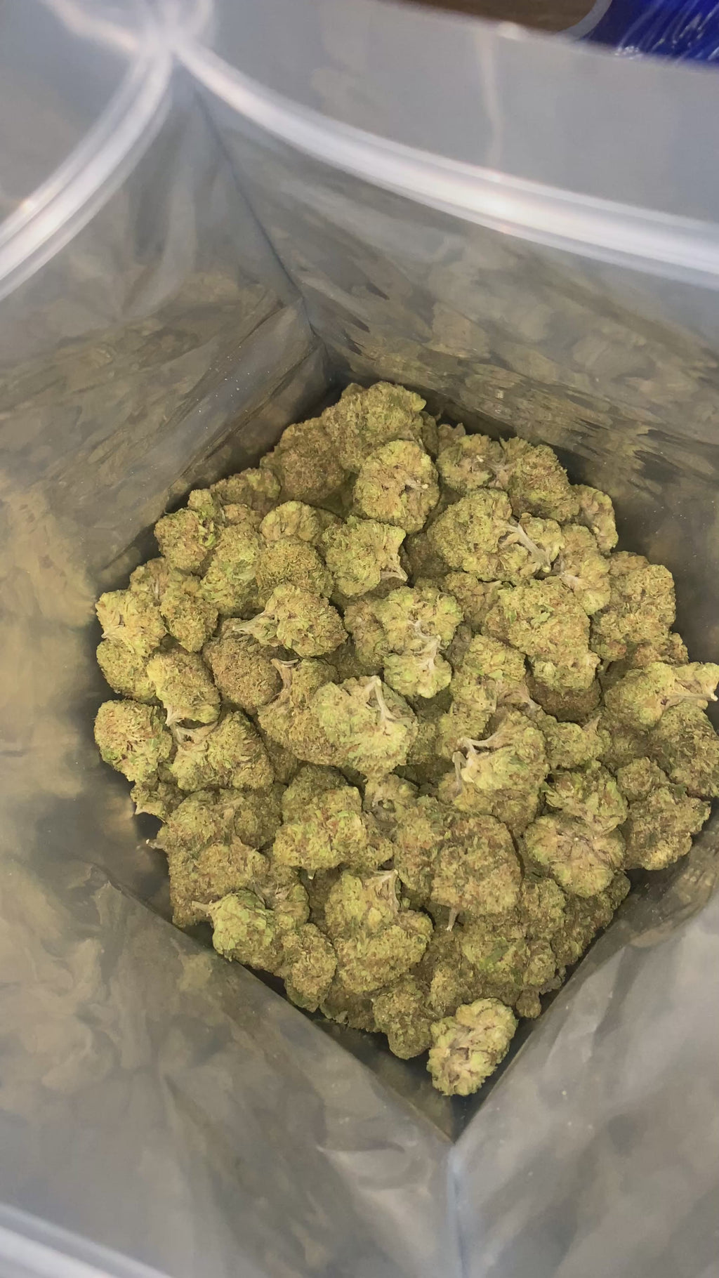Lemon Haze THCa Flower – 28g Premium Sativa Ounce 🍋⚡ | Citrus Gas • Uplifting Energy • Daytime Favorite