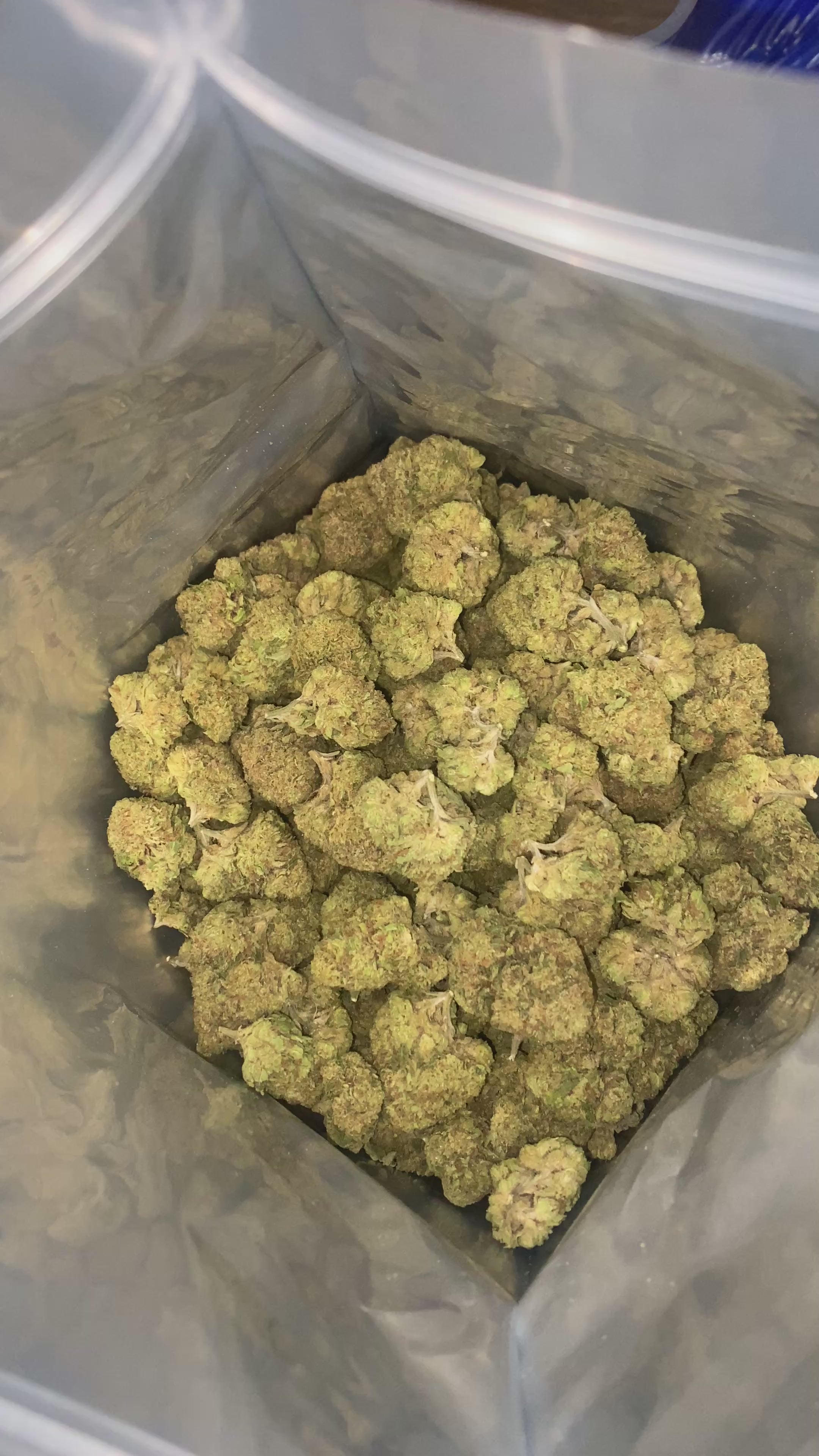 Lemon Haze THCa Flower – 28g Premium Sativa Ounce 🍋⚡ | Citrus Gas • Uplifting Energy • Daytime Favorite
