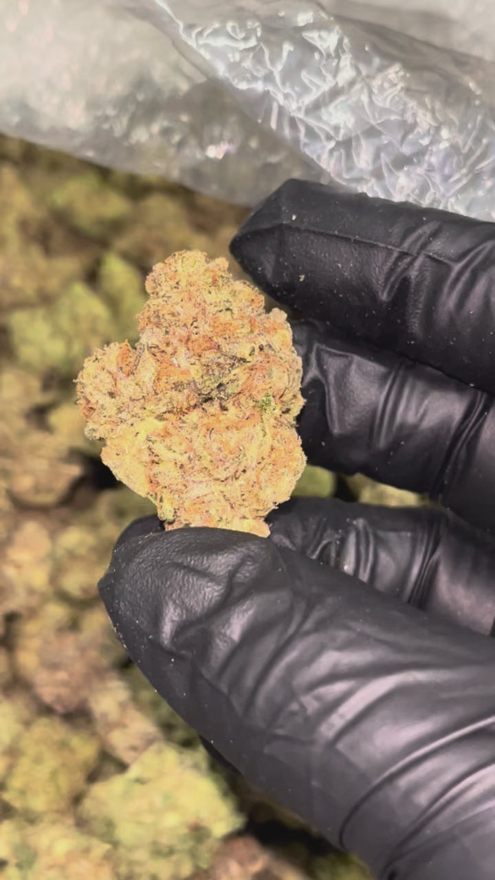 🍇 Velvet Punch 32.97% THCA Flower – Indoor QP (4 Ounces) | Purple Punch × Purple Kush 💜🥊