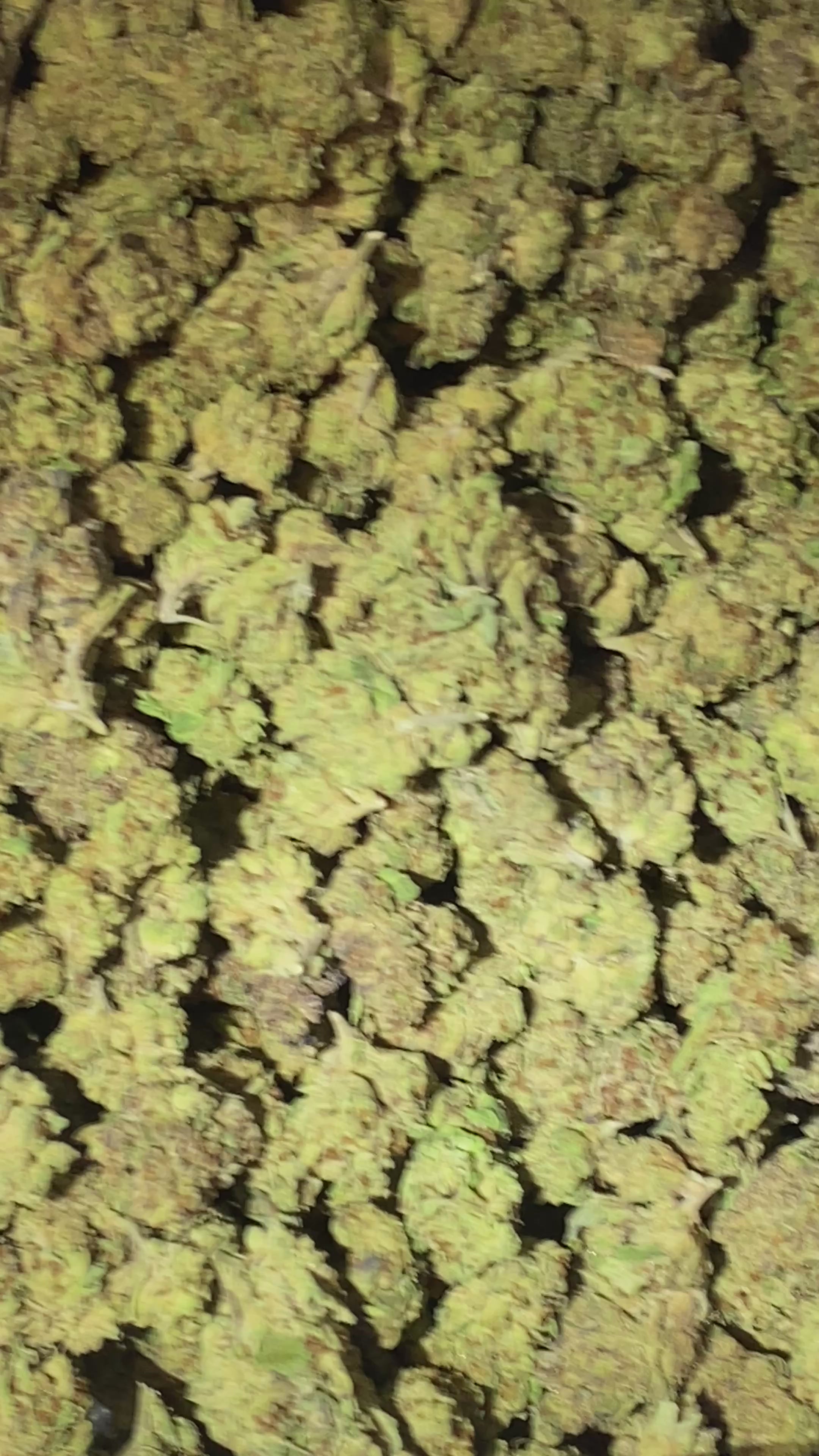 Lobster Butter THCa Flower | Quarter LB