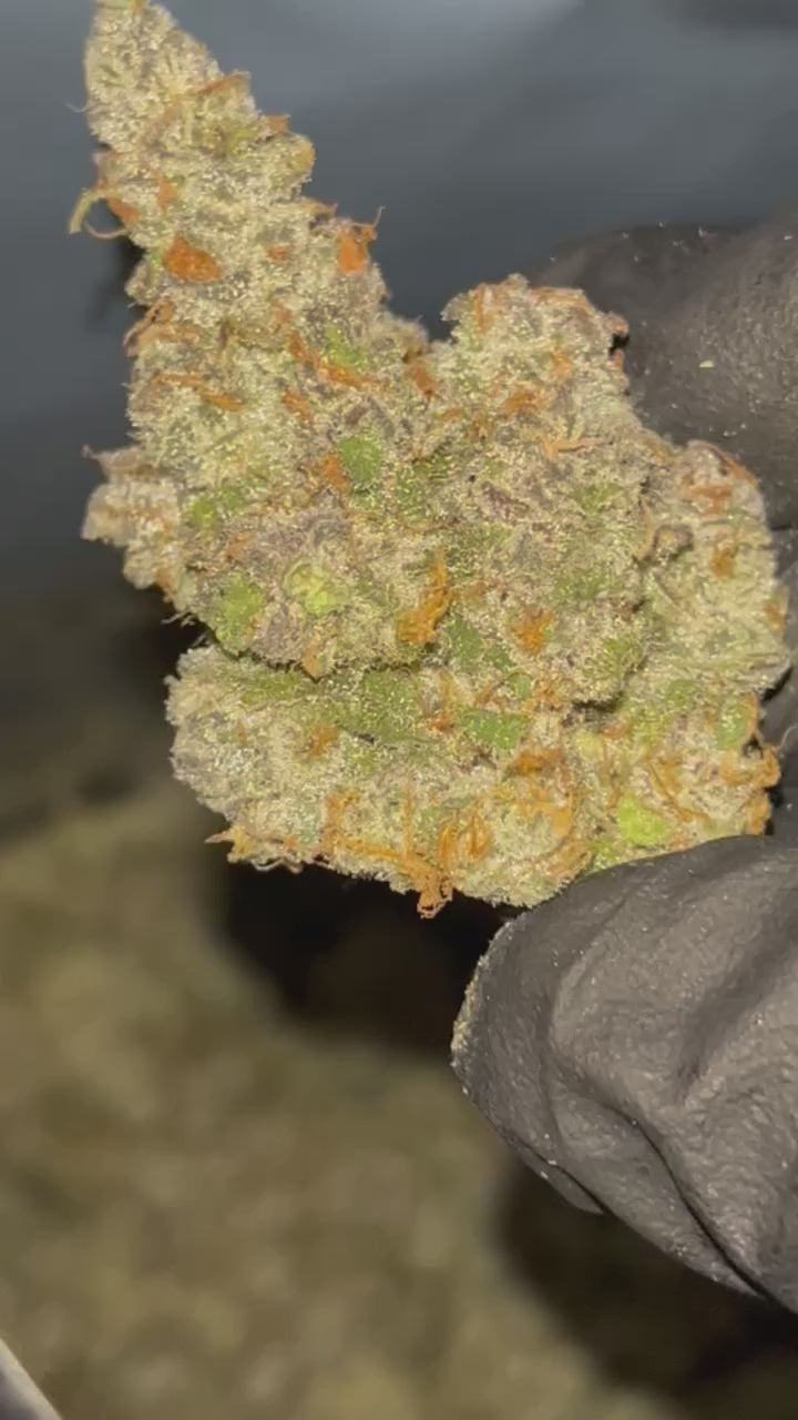 Pierx Supply Cherry Pot Pie 3.5g