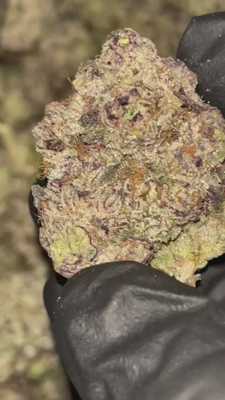 Pierx Supply Louis Lobster (INDOOR EXOTIC)