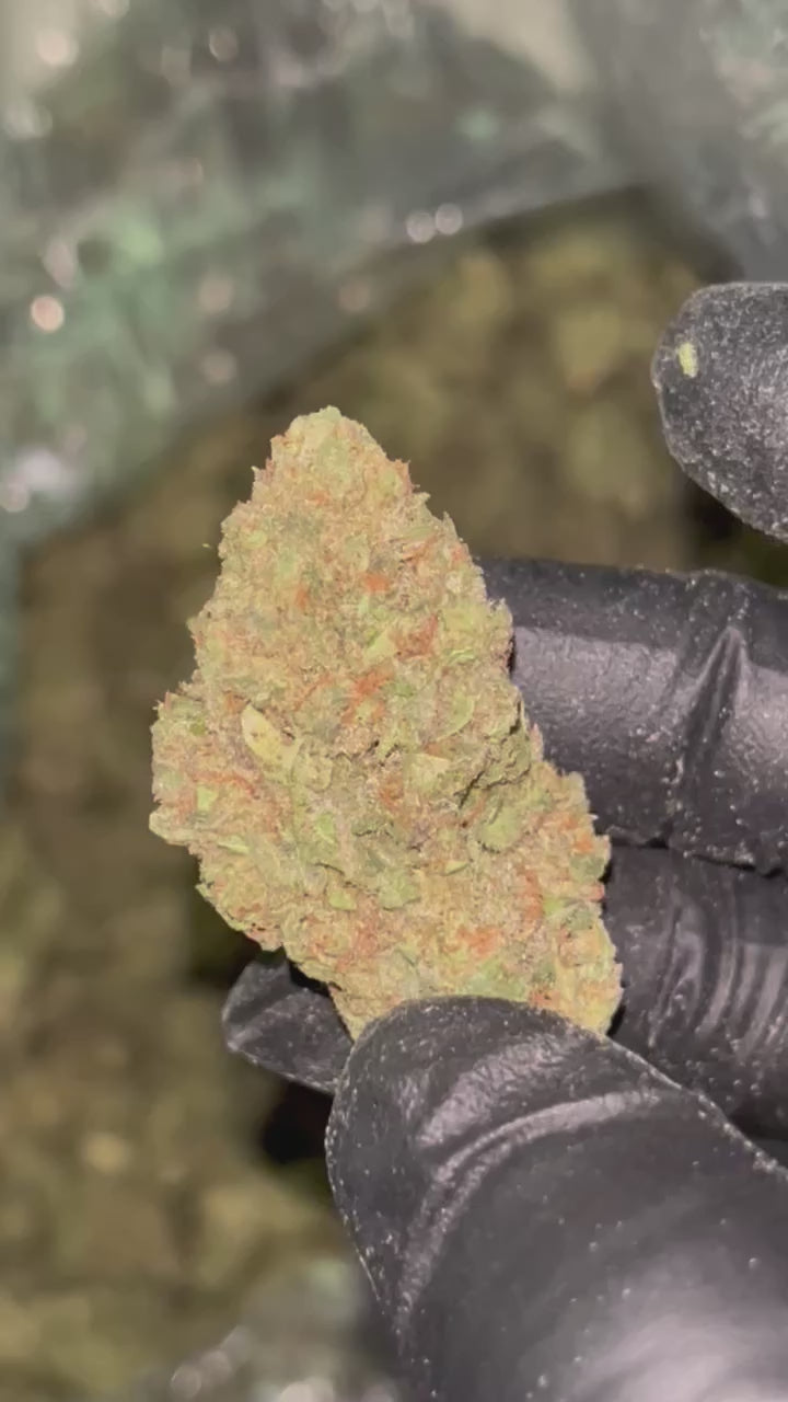 🍋🍒 LCG x Runtz THCa Flower | Lemon Cherry Gelato x Runtz | Premium Hybrid | QP | 32.59% THCa