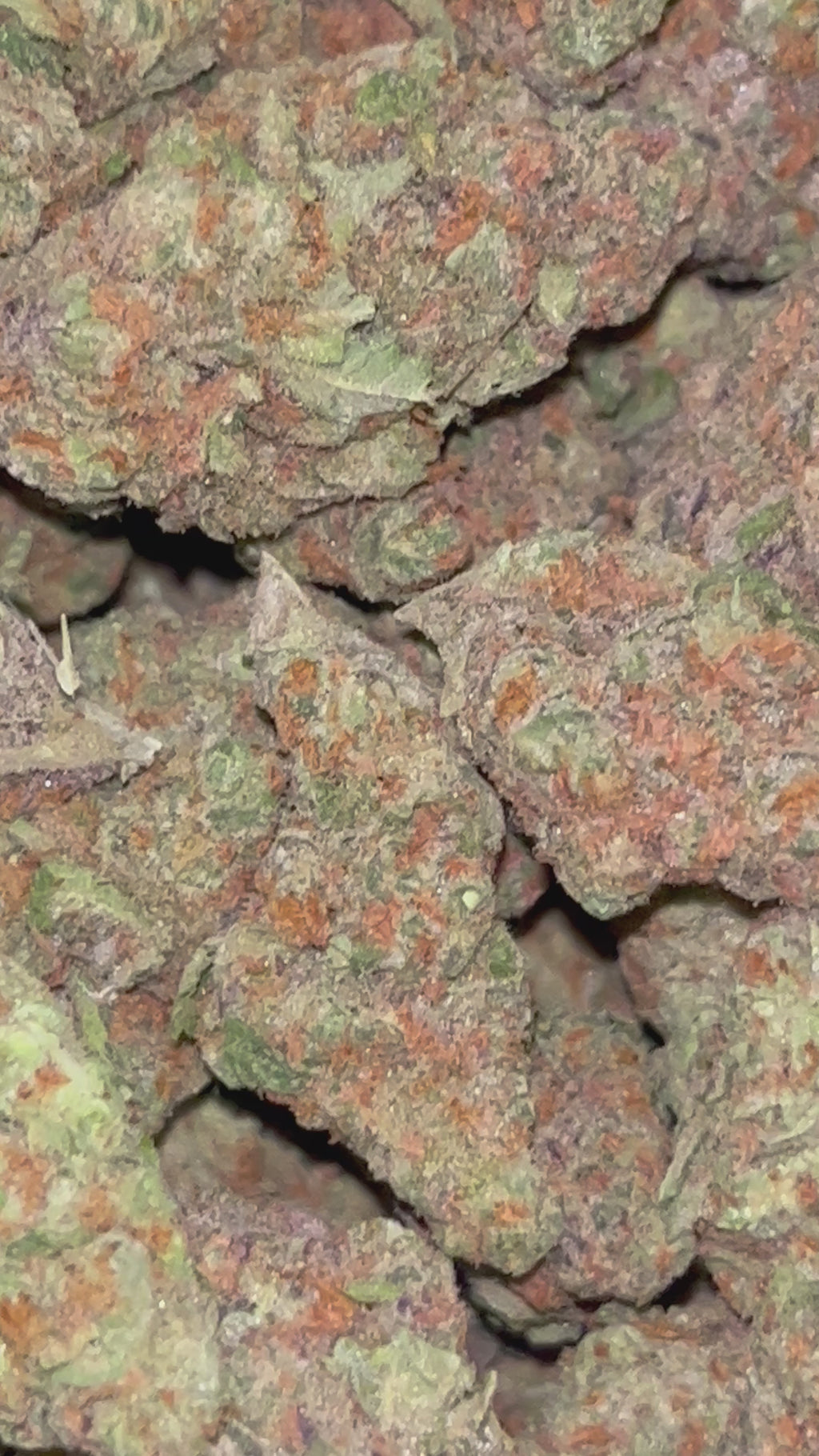 🍬💗 Pink Candy Runtz | 28G/14G Premium Indoor THCa Flower | 33.90% THCa 🌸🔥