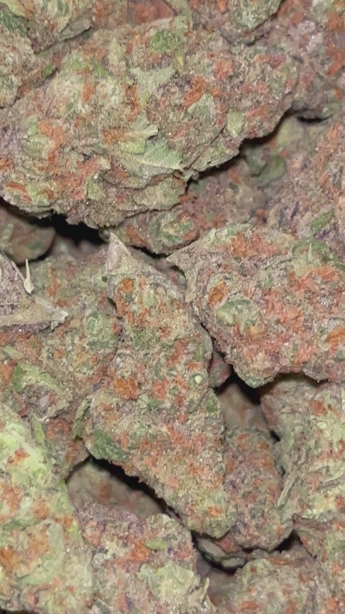 🍬💗 Pink Candy Runtz | 28G/14G Premium Indoor THCa Flower | 33.90% THCa 🌸🔥