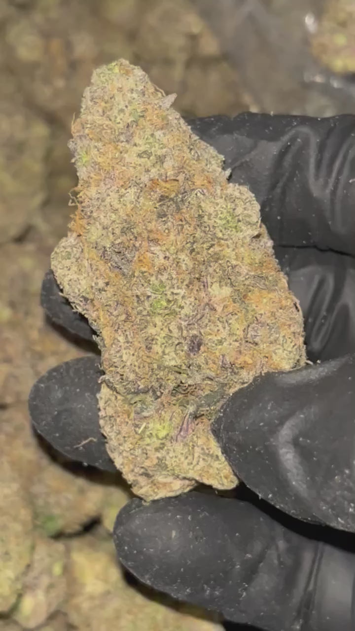 Pierx Supply Bling Cheesecake (INDOOR EXOTIC)